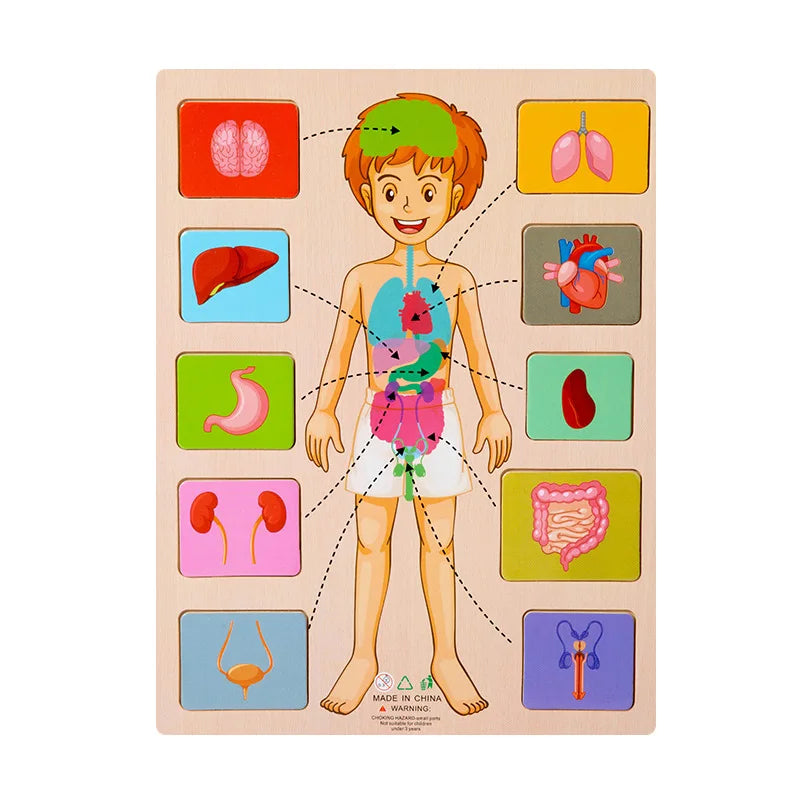 Puzzle en Bois du Corps Humain – Jeu Éducatif Montessori