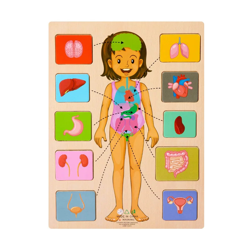 Puzzle en Bois du Corps Humain – Jeu Éducatif Montessori